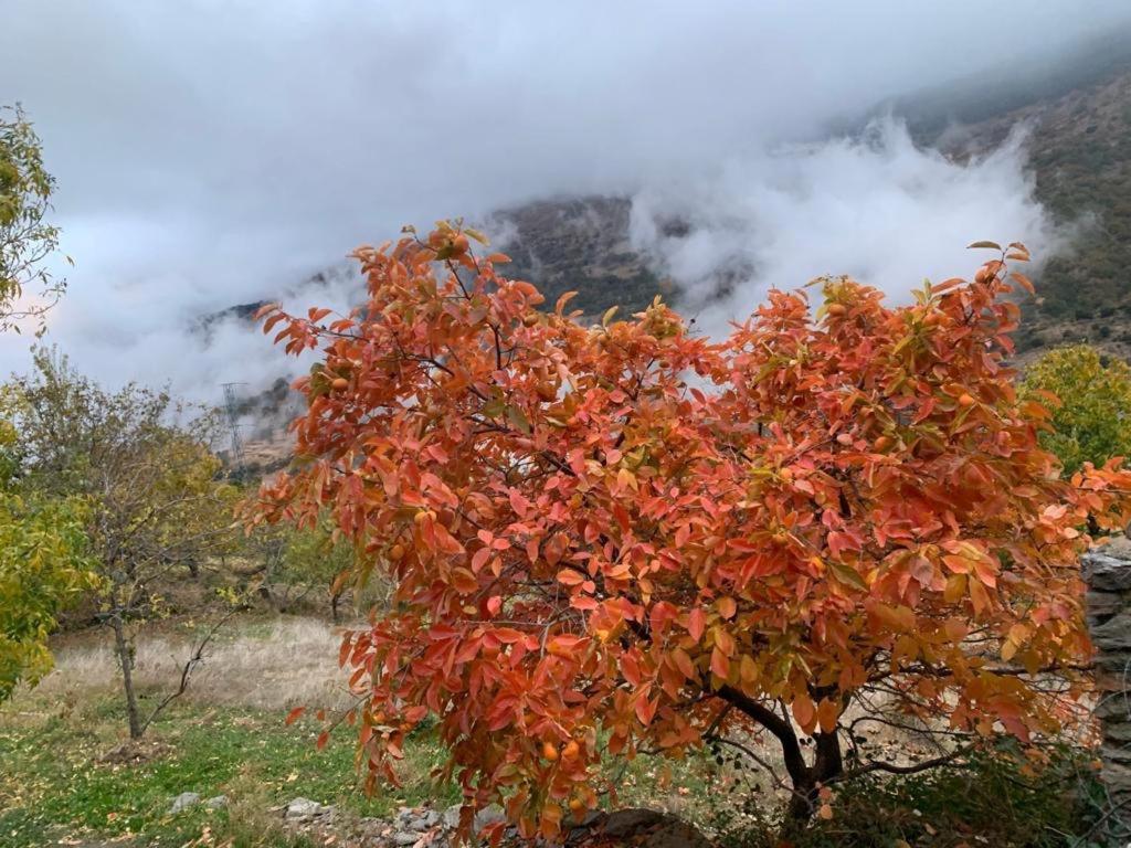 Vila Cortijo Rural El Albercon - Capileira - Alpujarra Rural Exteriér fotografie