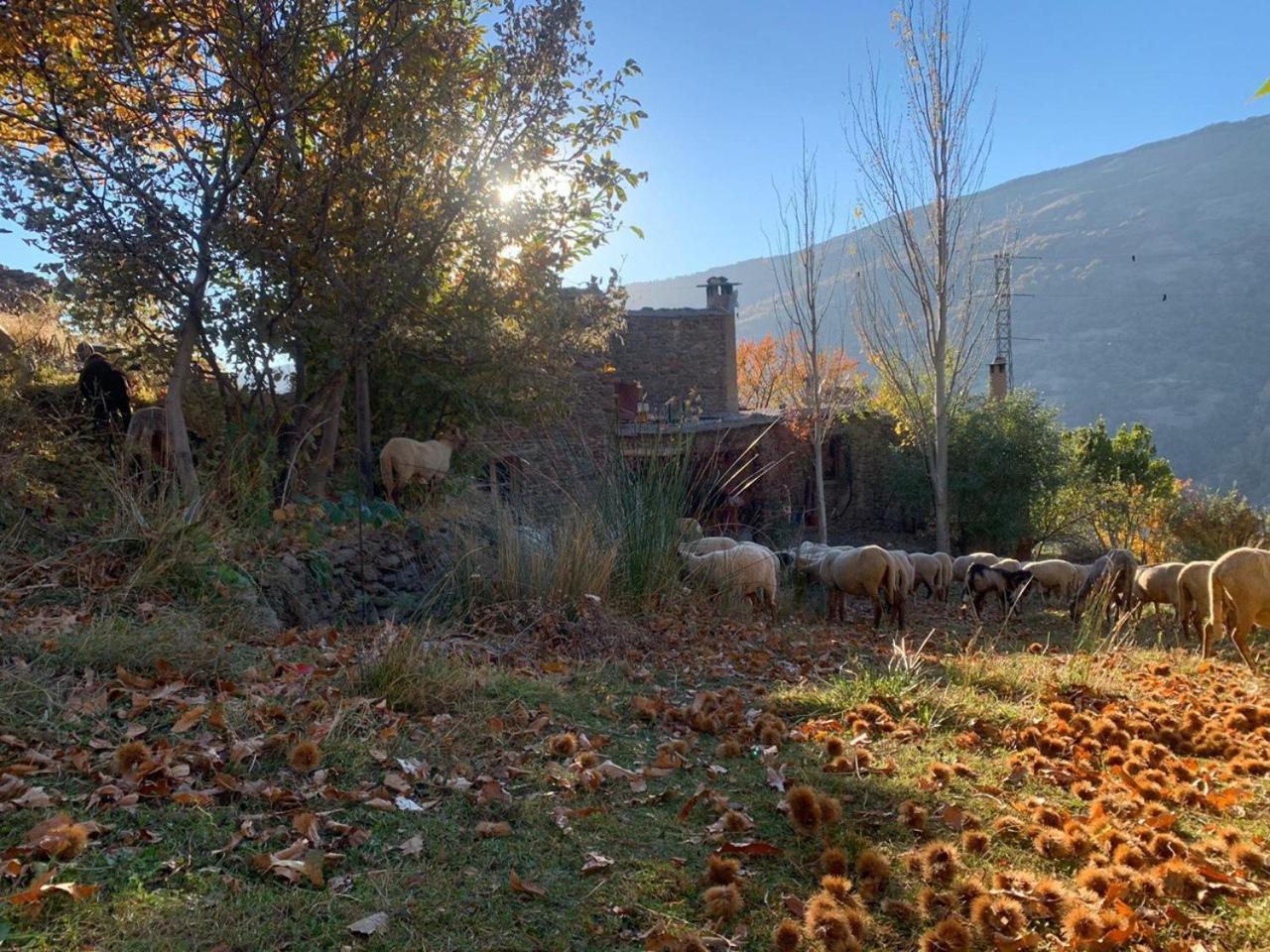 Vila Cortijo Rural El Albercon - Capileira - Alpujarra Rural Exteriér fotografie