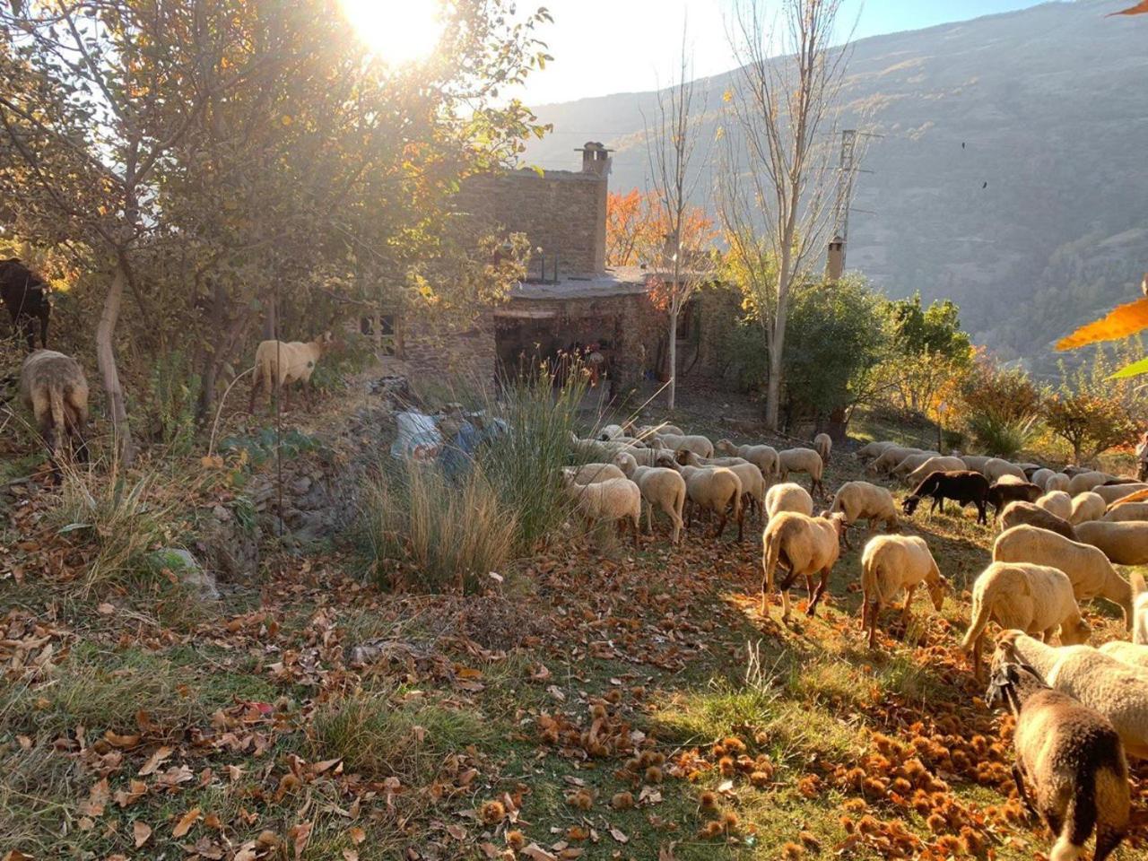 Vila Cortijo Rural El Albercon - Capileira - Alpujarra Rural Exteriér fotografie