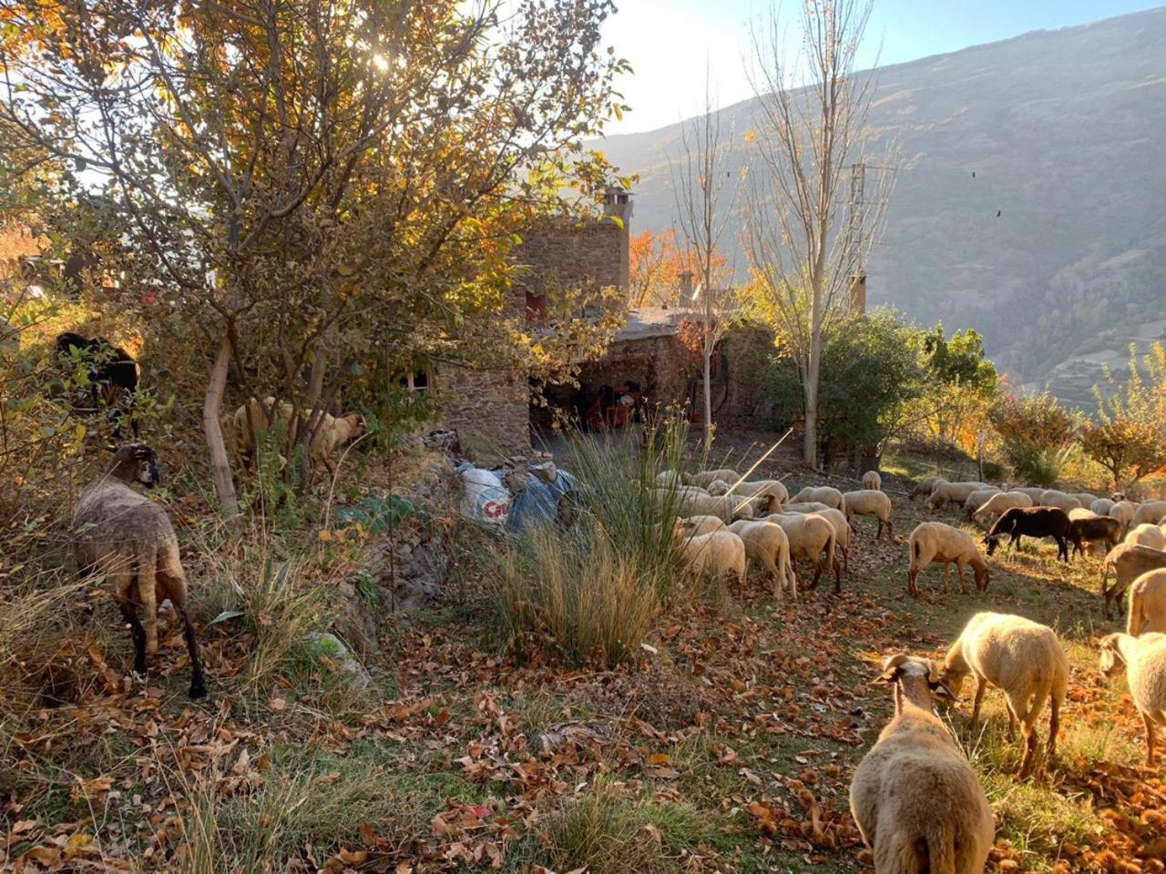 Vila Cortijo Rural El Albercon - Capileira - Alpujarra Rural Exteriér fotografie