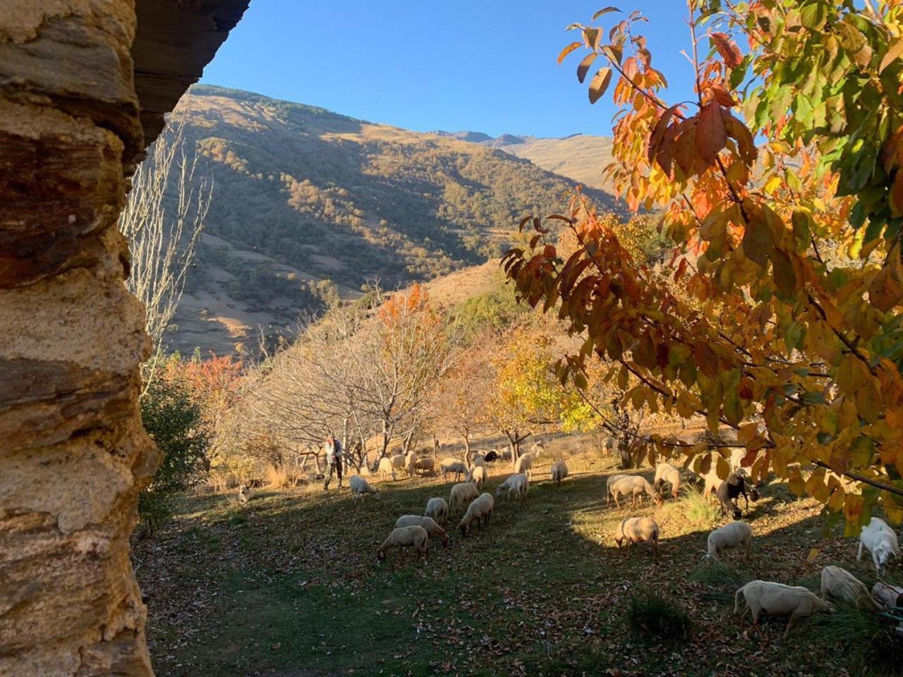 Vila Cortijo Rural El Albercon - Capileira - Alpujarra Rural Exteriér fotografie